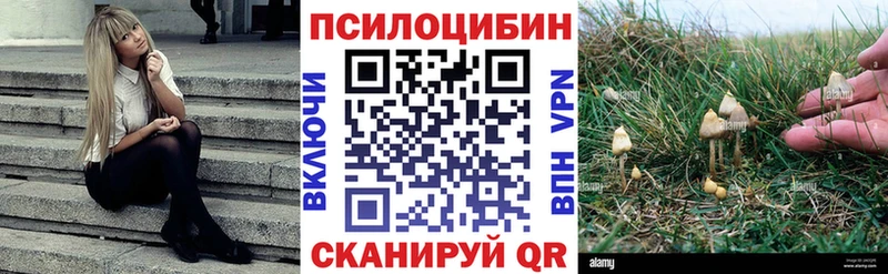 Галлюциногенные грибы Psilocybine cubensis  Сортавала 